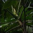walk-in-waimea-167
